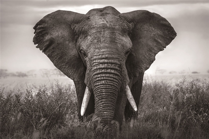 Plexiglas schilderij olifant