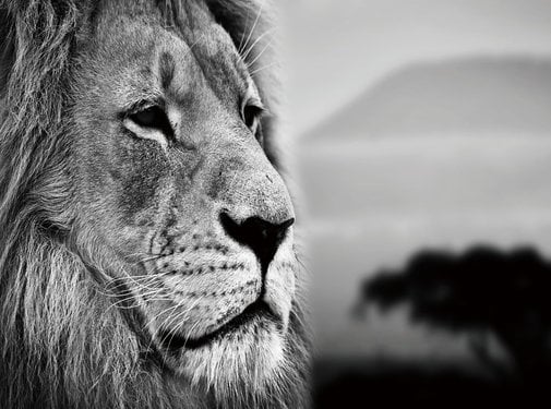 Plexiglas schilderij leeuw close up