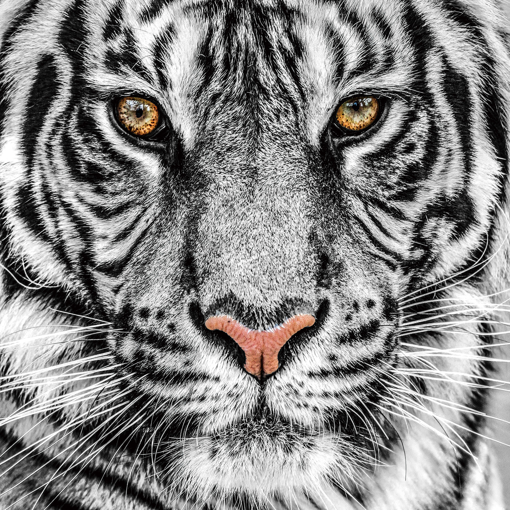 Plexiglas schilderij tijger