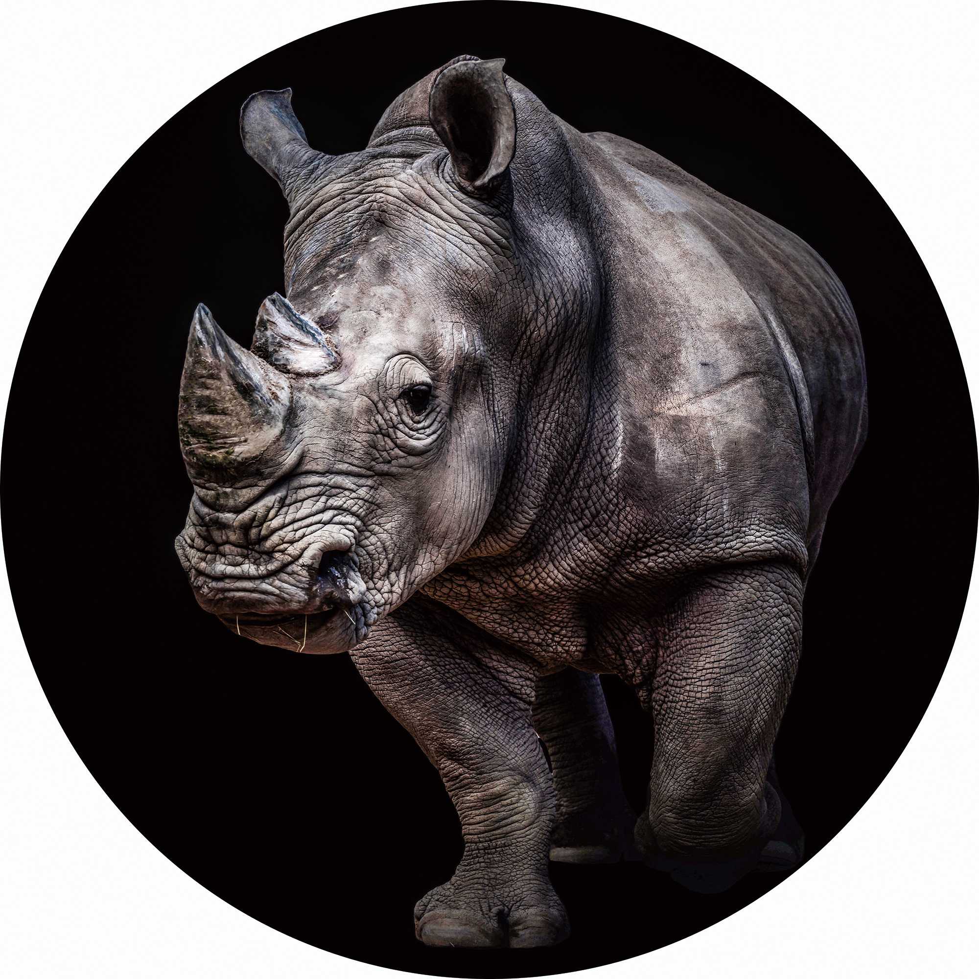 Plexiglas schilderij neushoorn