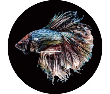 Plexiglas schilderij vis