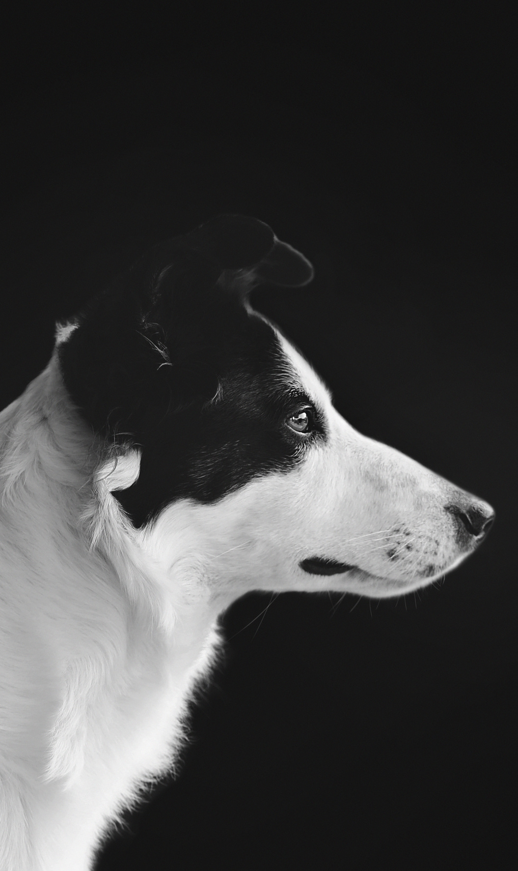 Faces 005