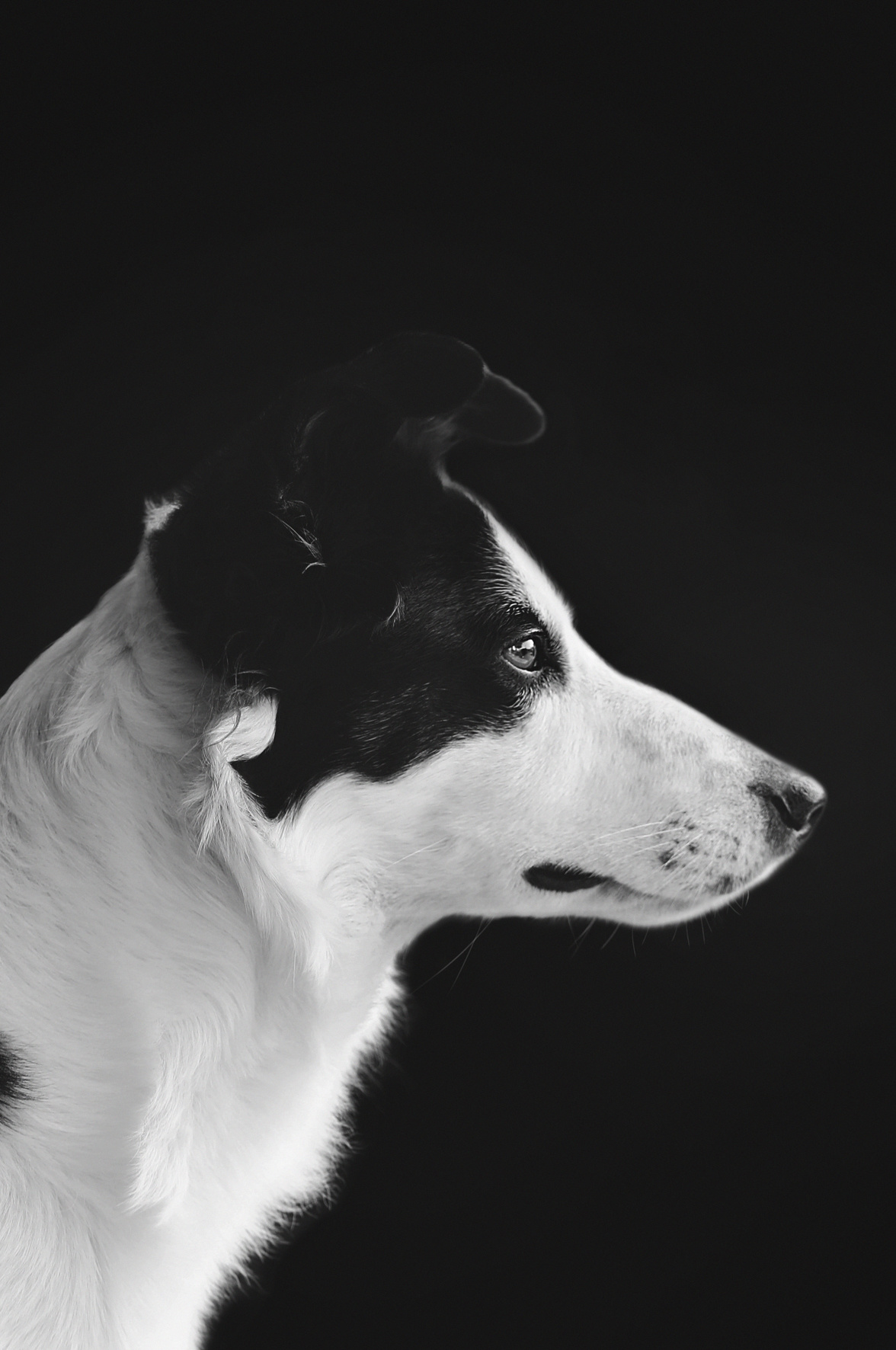 Faces 005