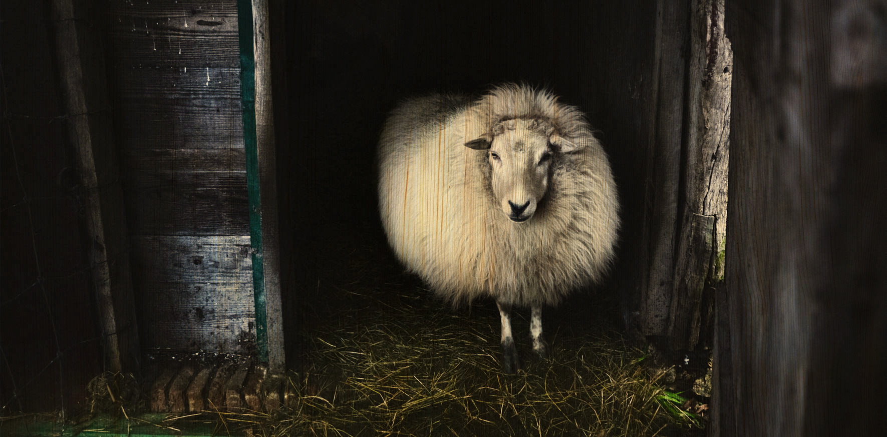 European Wildlife 004