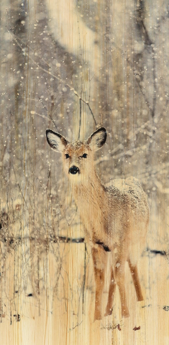 European Wildlife 007