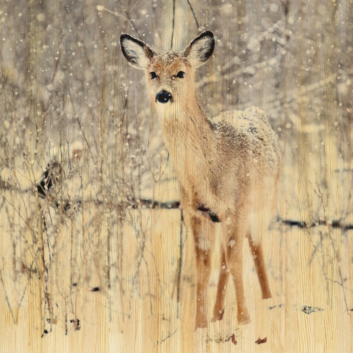 European Wildlife 007