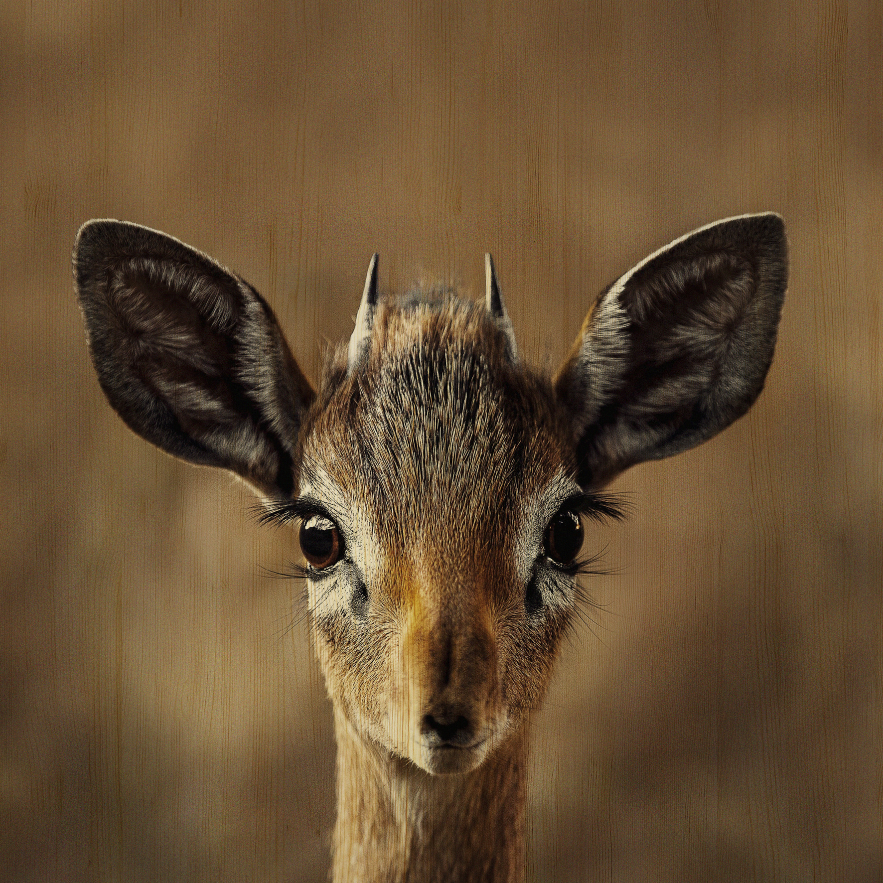 European Wildlife 010