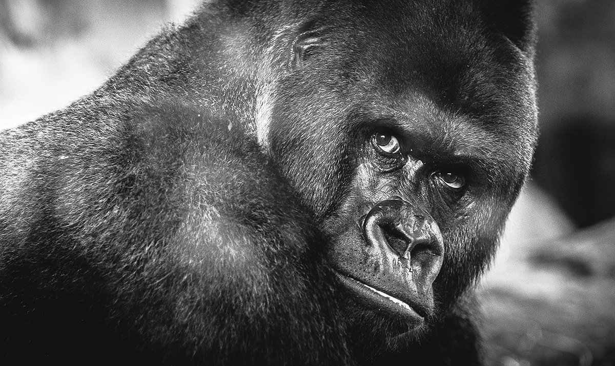 Wildlife 016