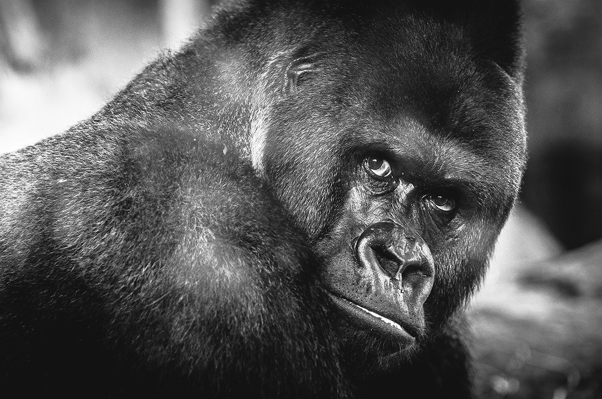 Wildlife 016