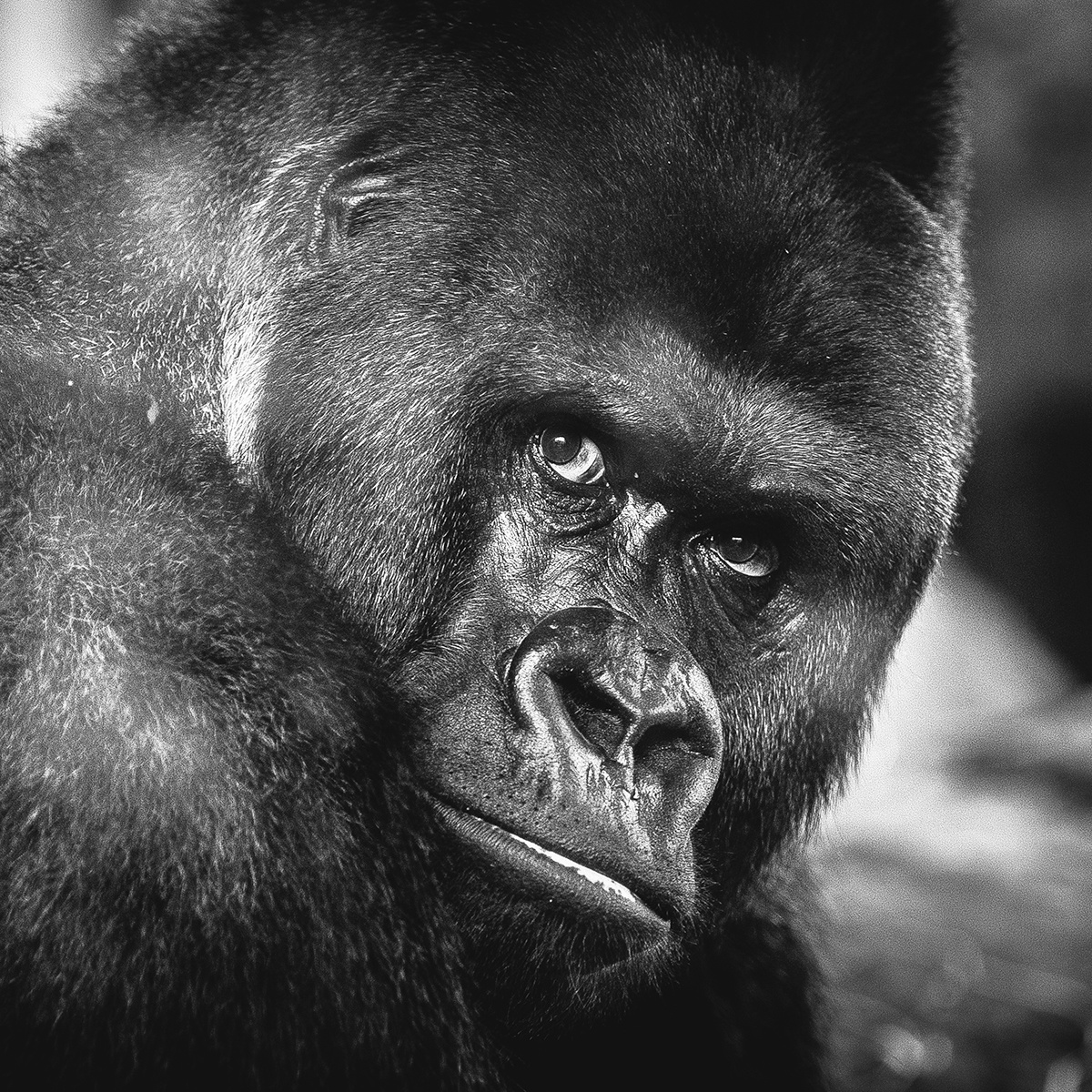 Wildlife 016