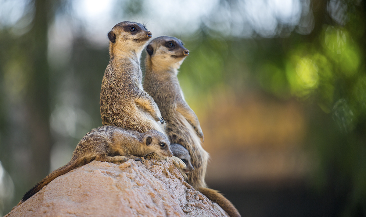 Wildlife 017