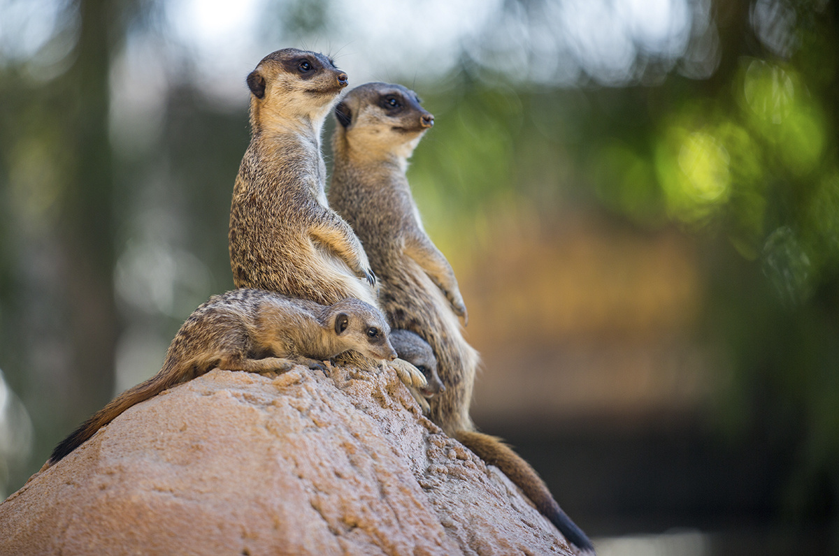 Wildlife 017