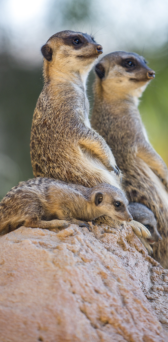 Wildlife 017