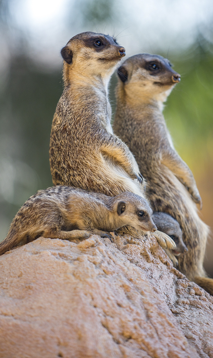 Wildlife 017