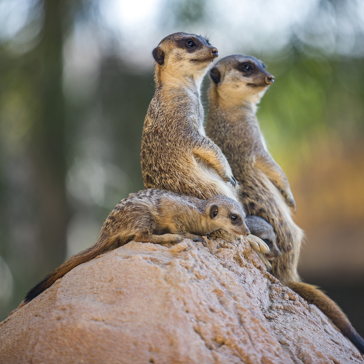 Wildlife 017