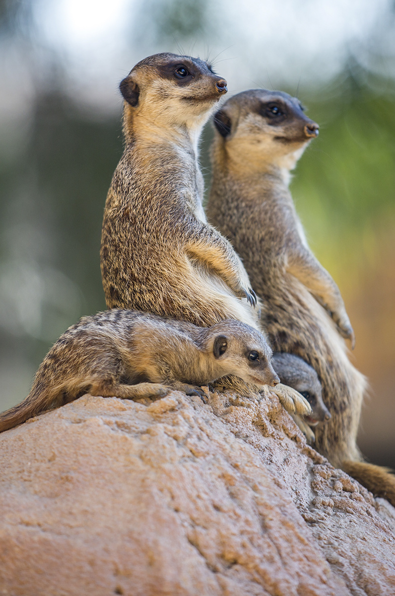Wildlife 017