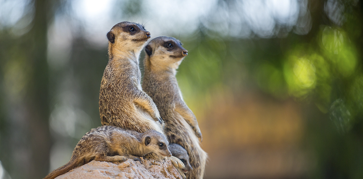 Wildlife 017