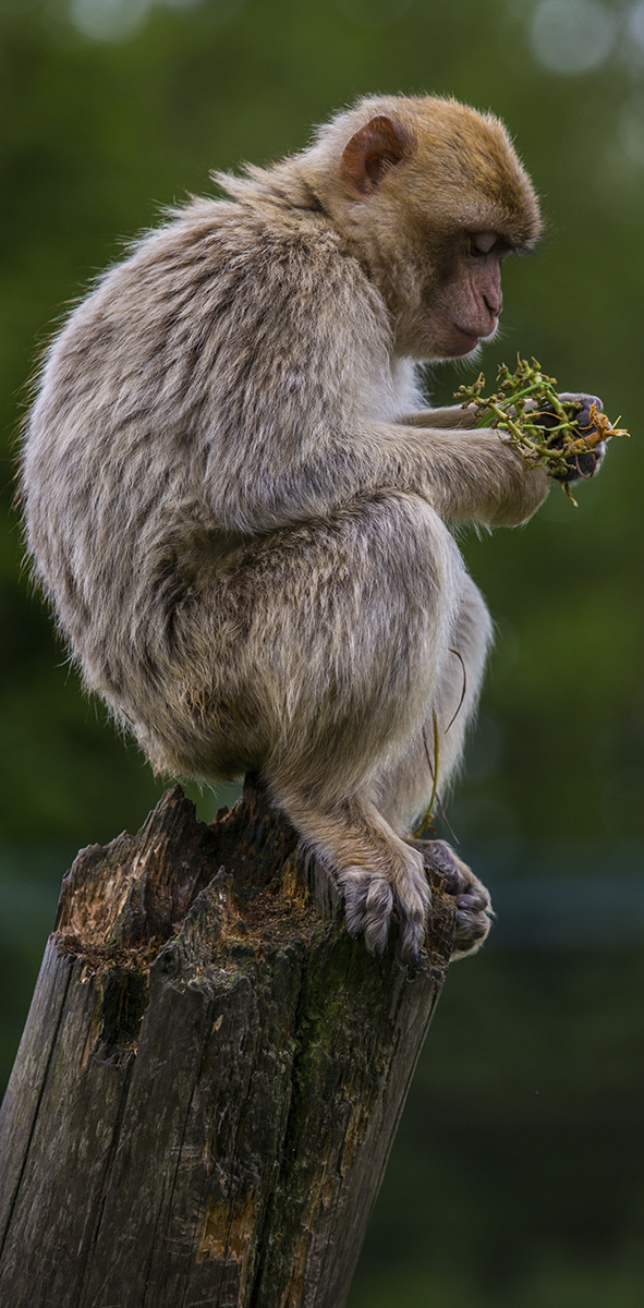 Wildlife 018