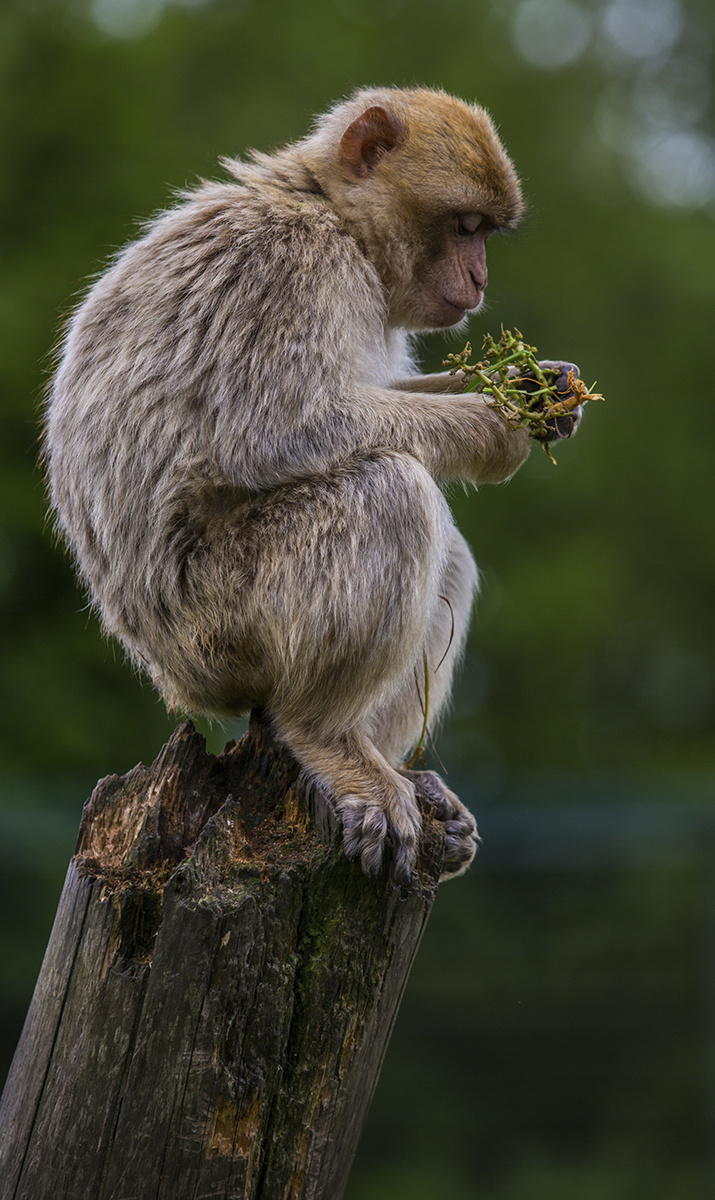 Wildlife 018