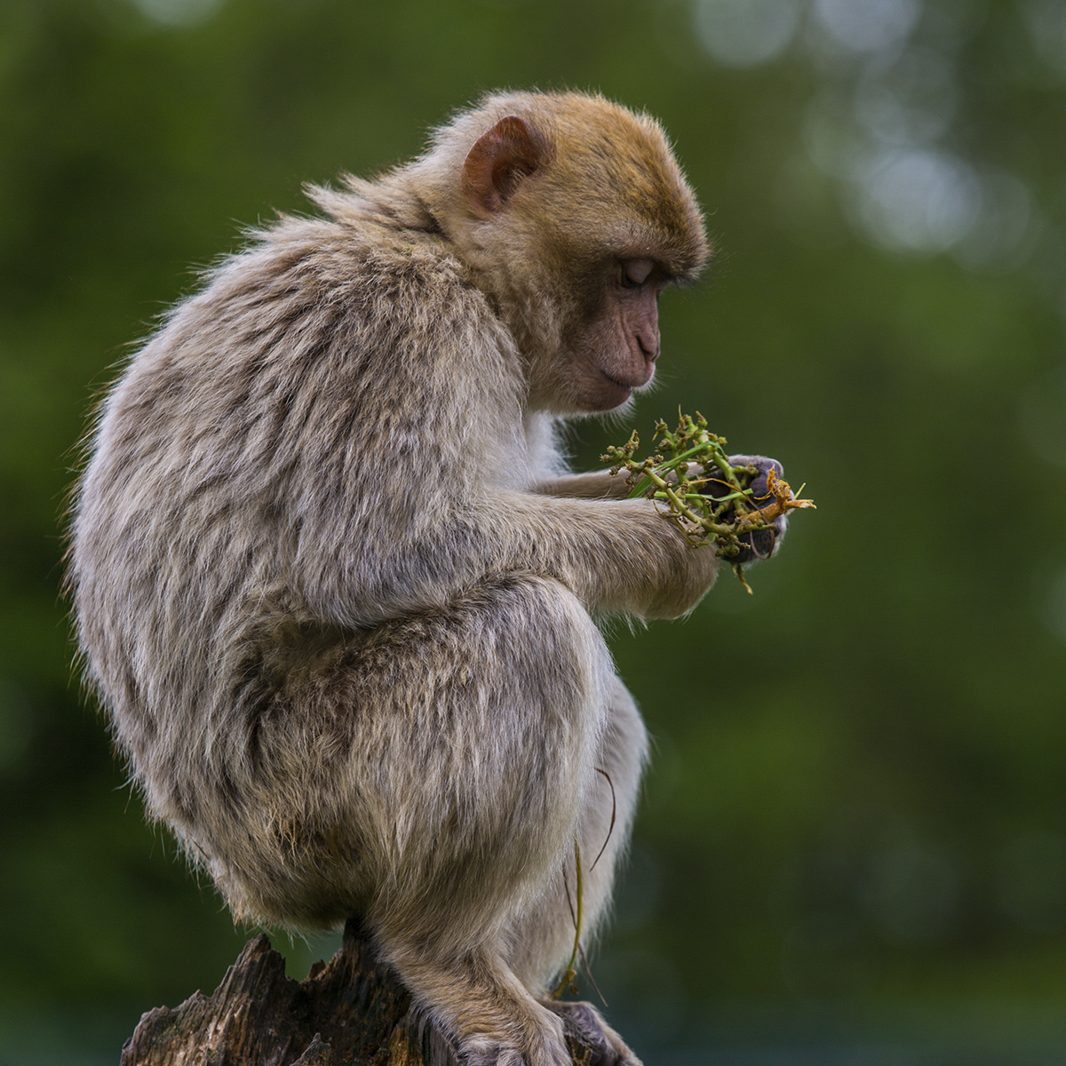 Wildlife 018