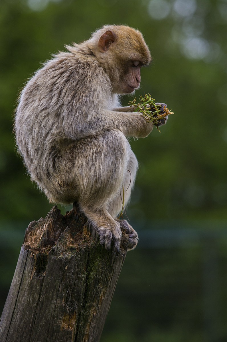 Wildlife 018