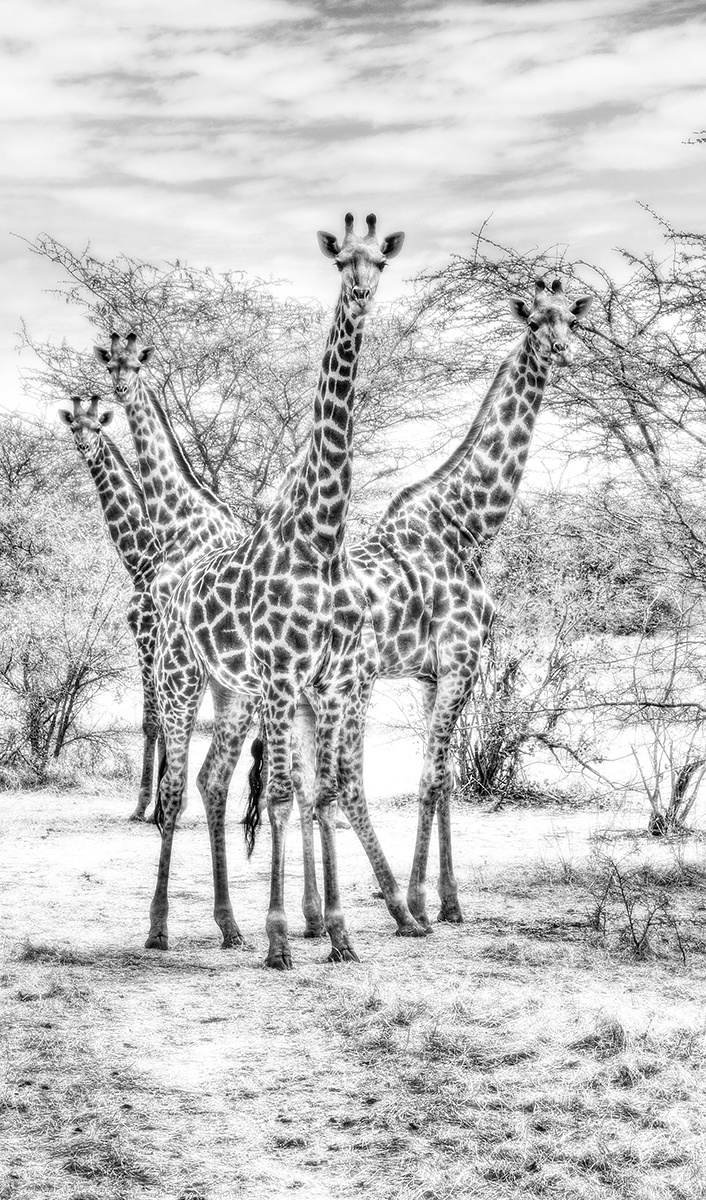 Wildlife 015