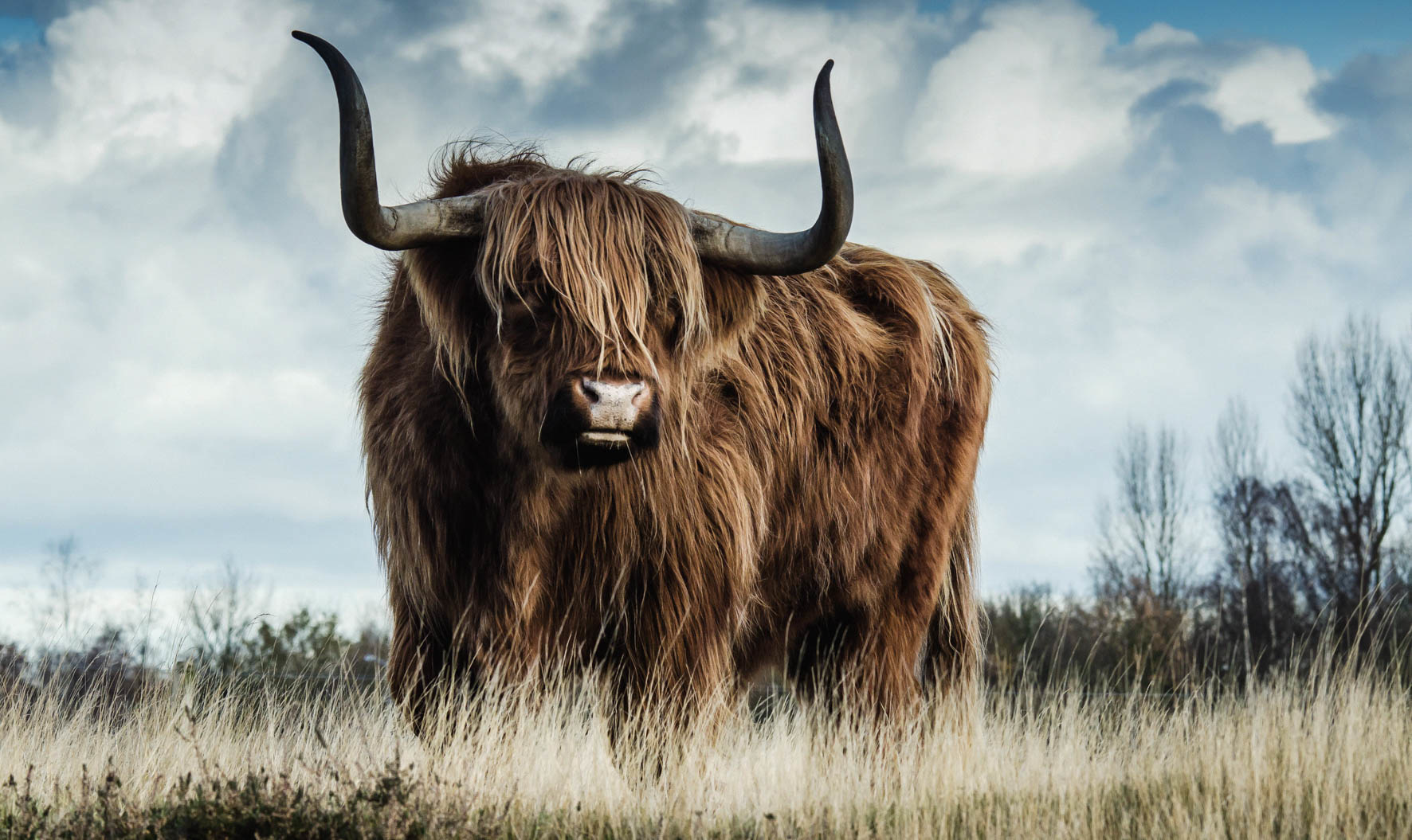 European Wildlife 008