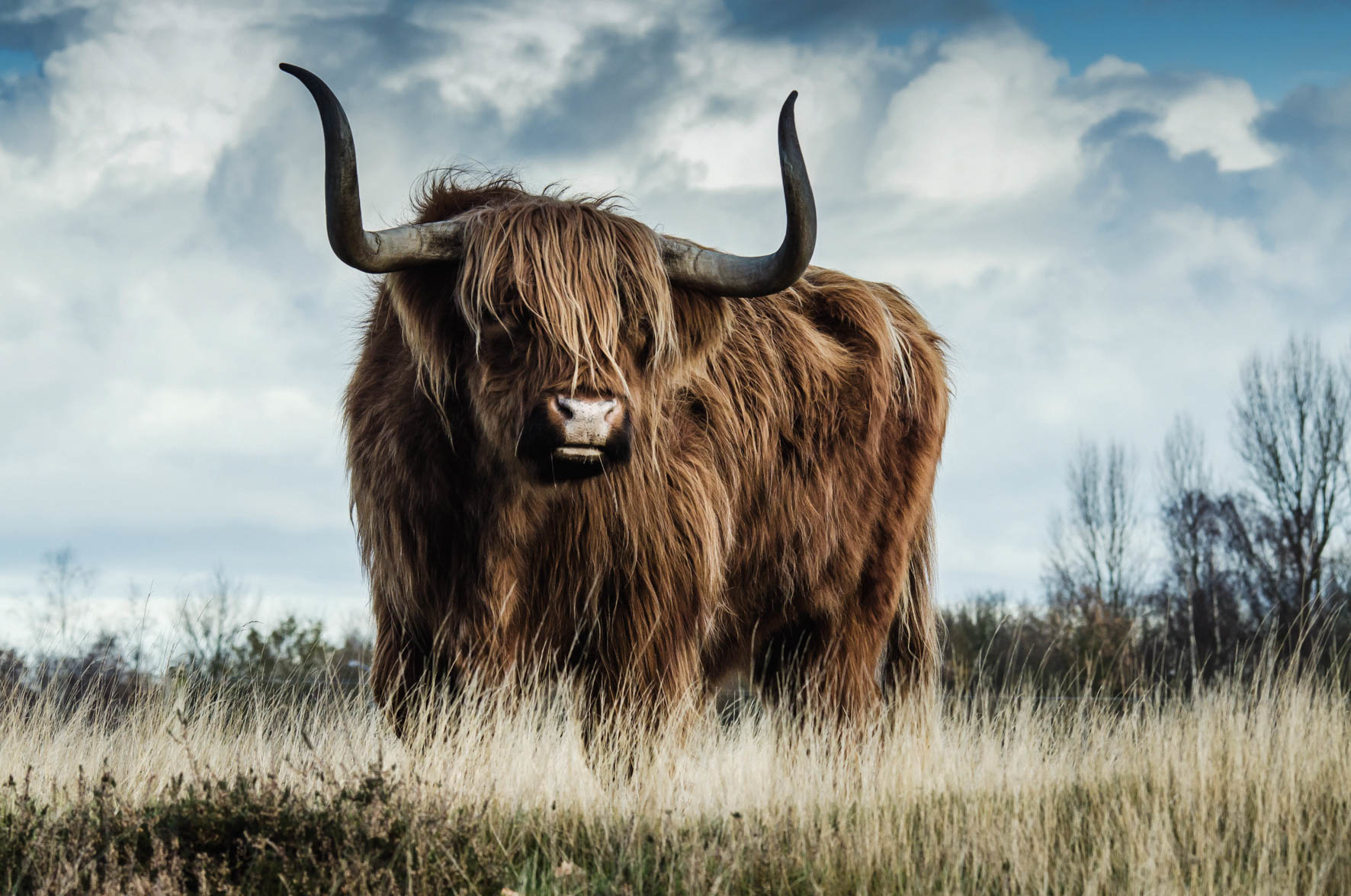 European Wildlife 008