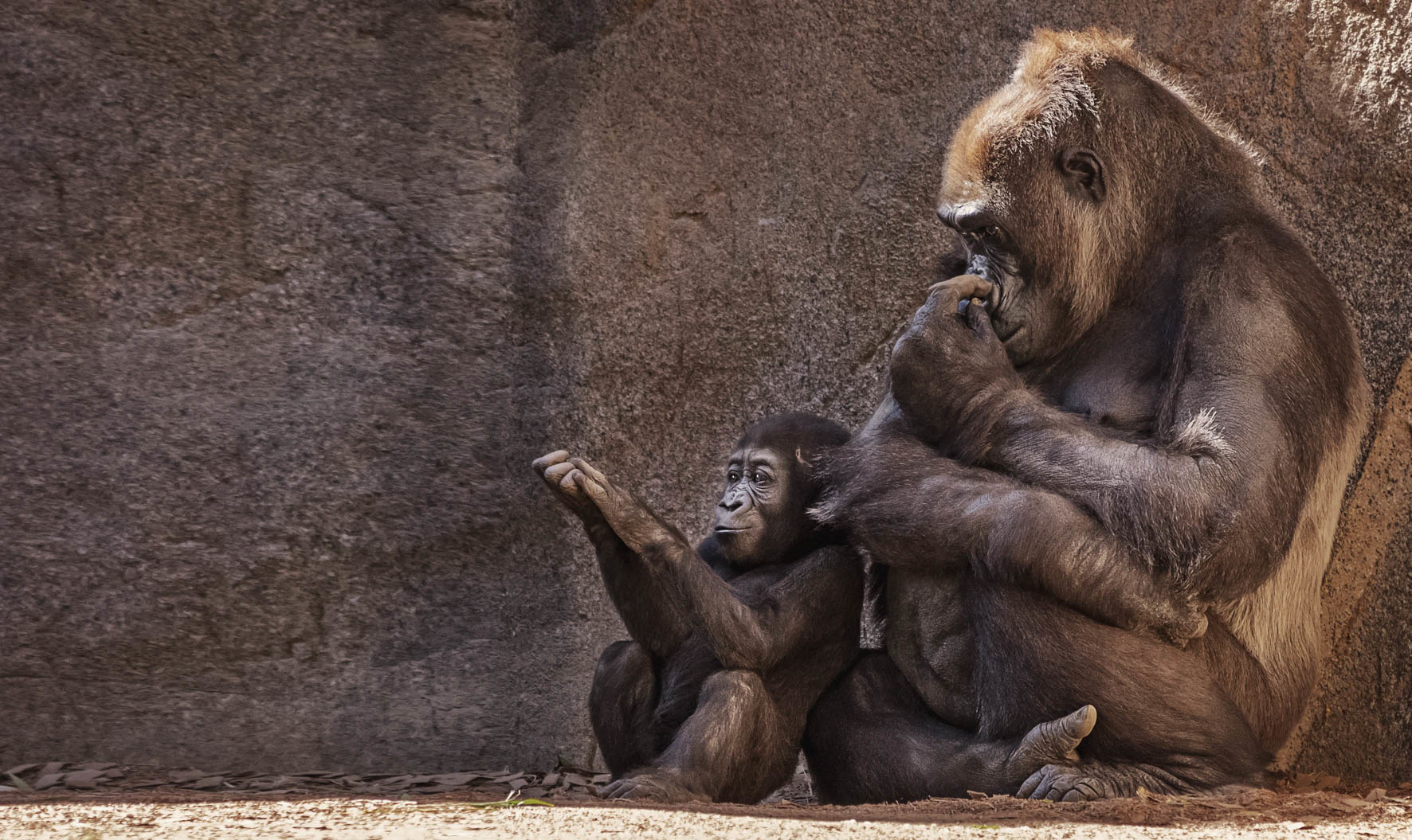 Wildlife 001
