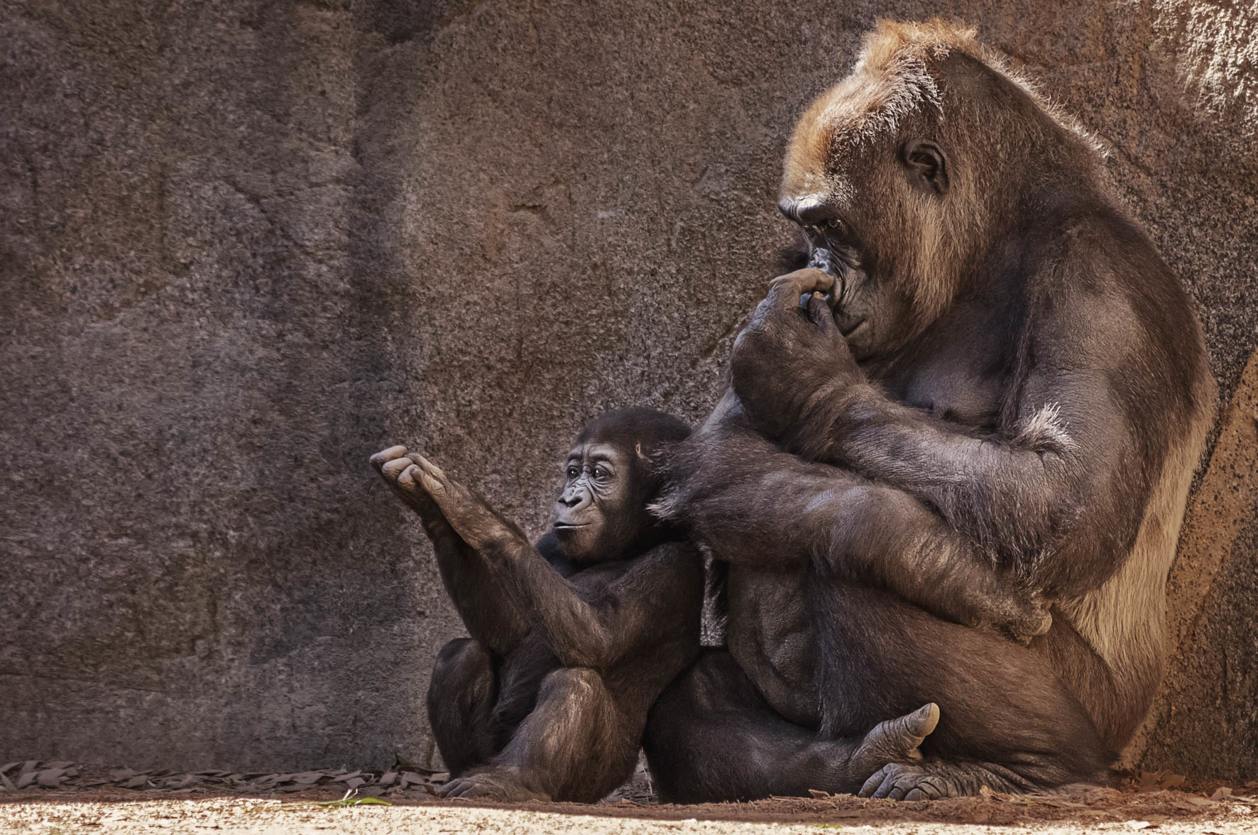 Wildlife 001