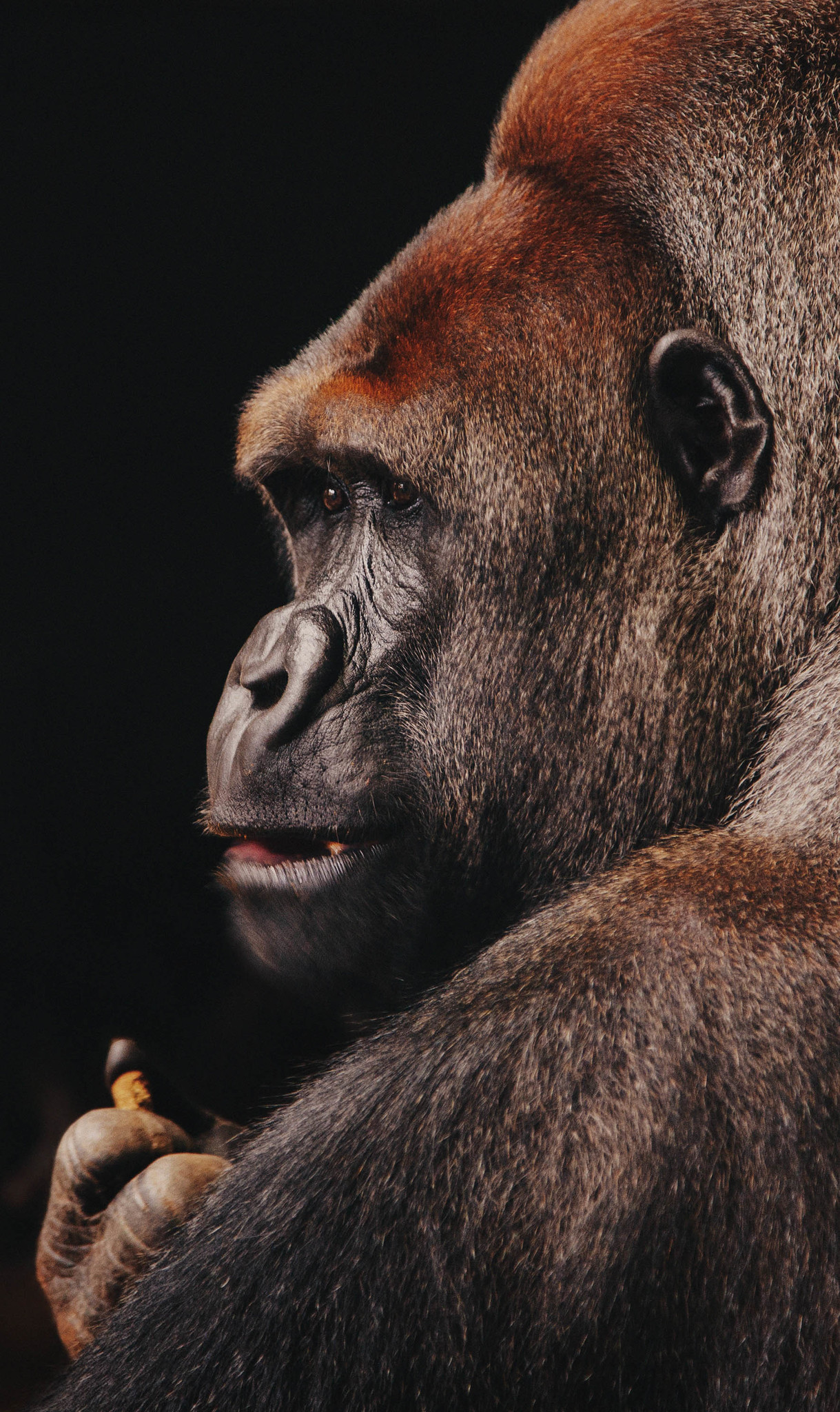 Wildlife 002