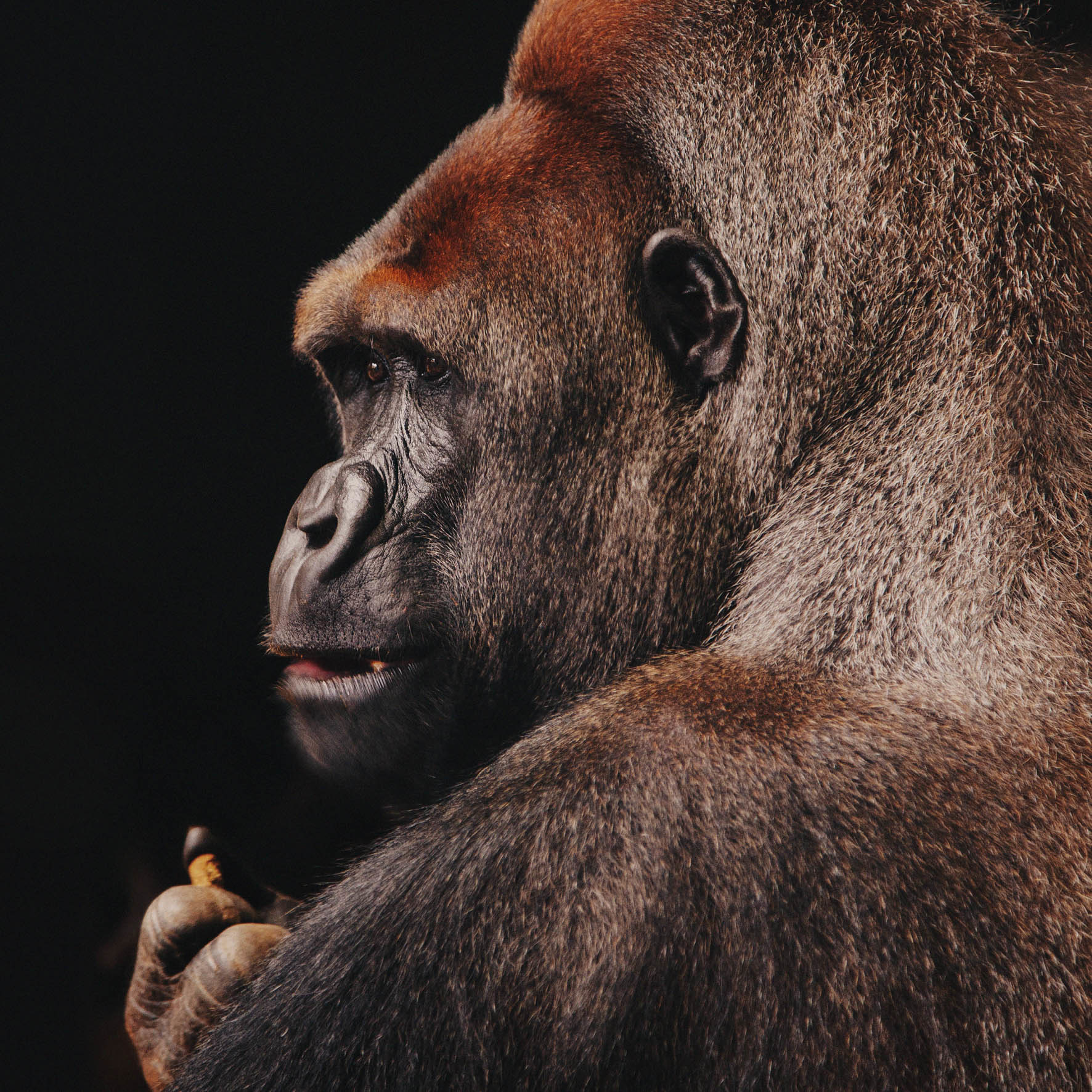 Wildlife 002