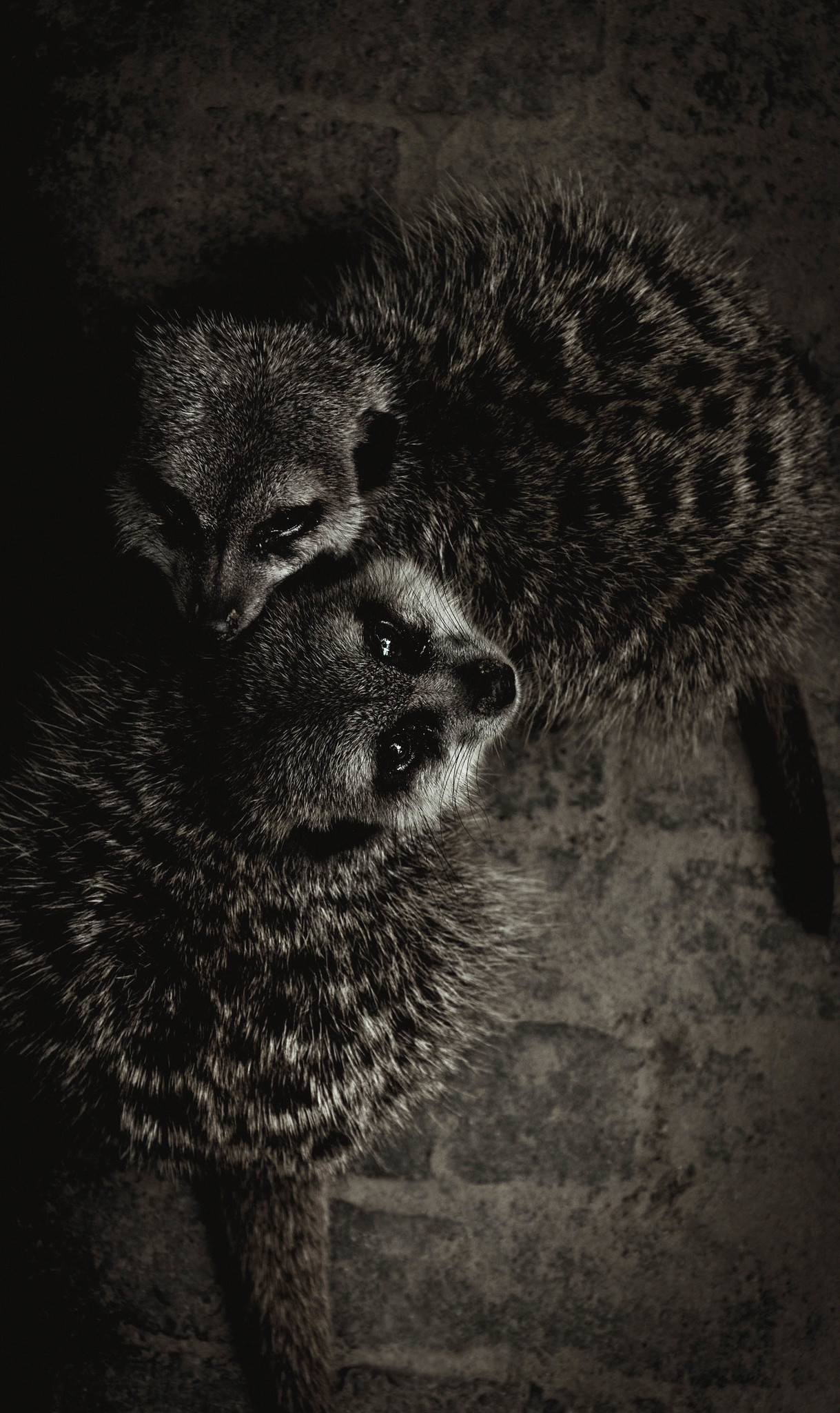 Wildlife 003