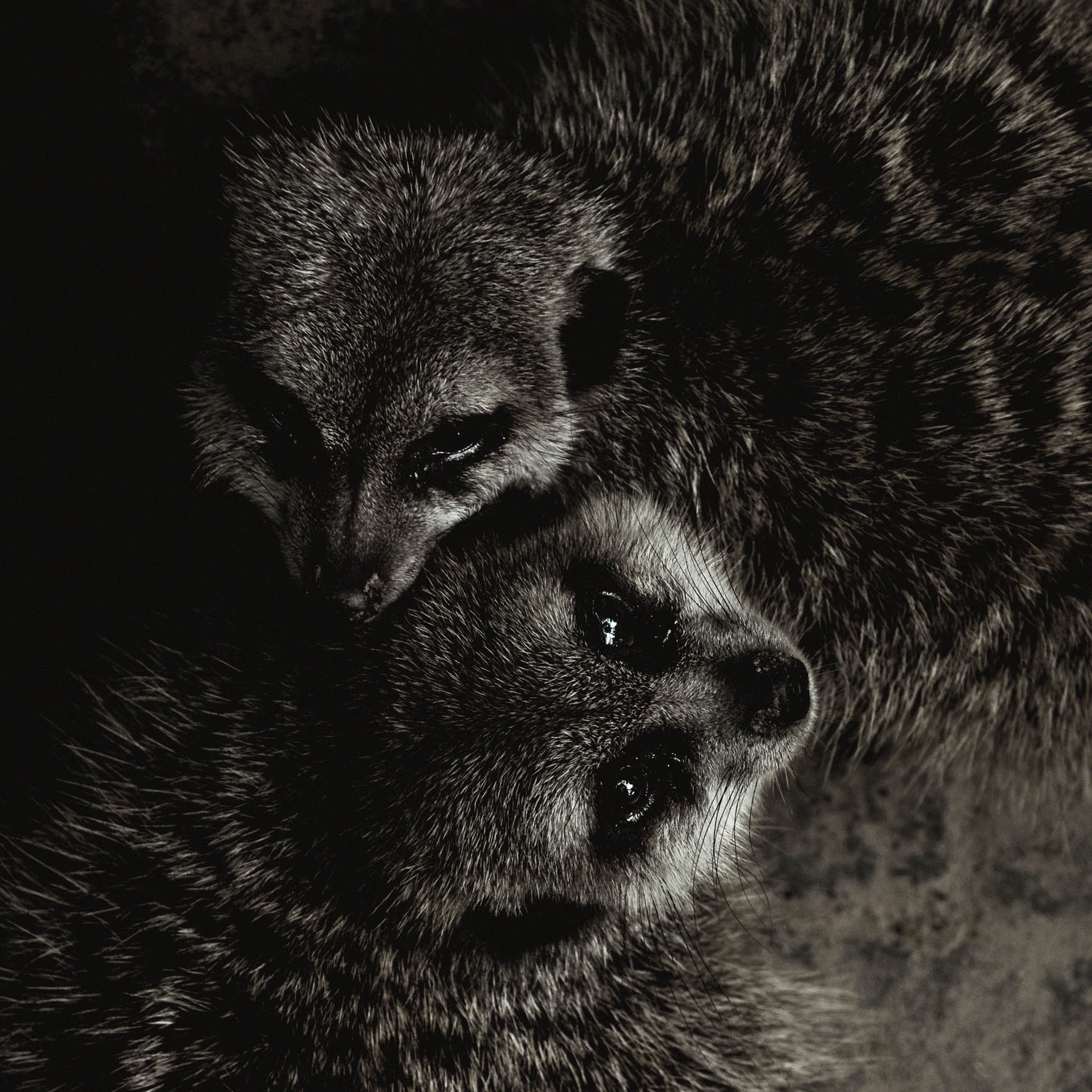 Wildlife 003