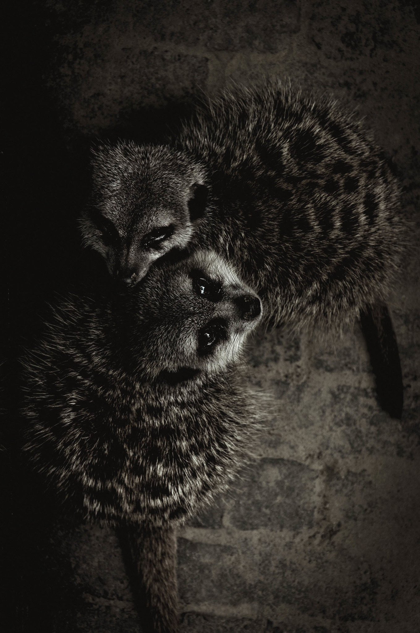 Wildlife 003