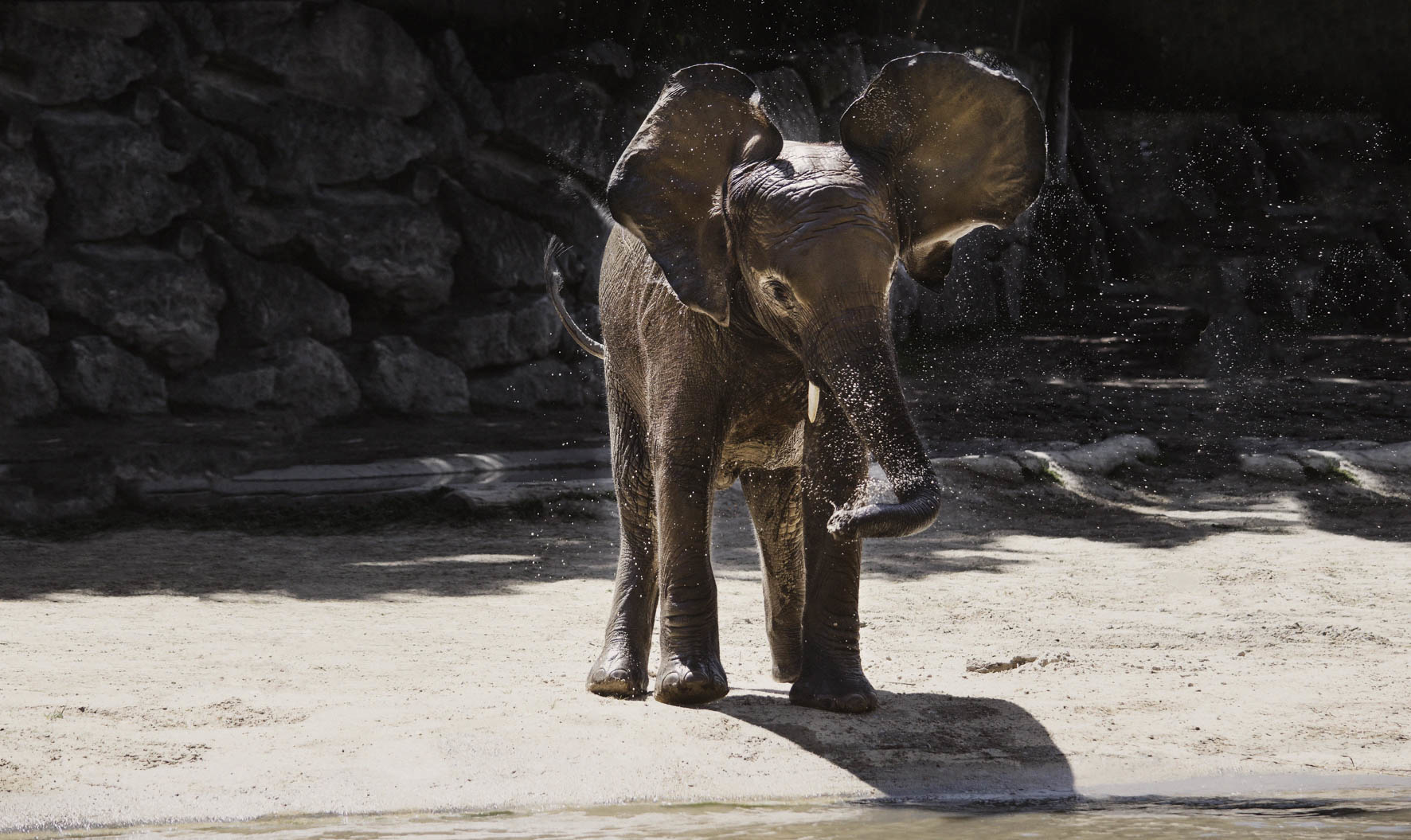 Wildlife 005