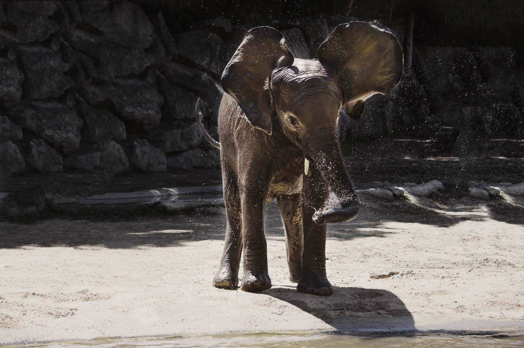 Wildlife 005