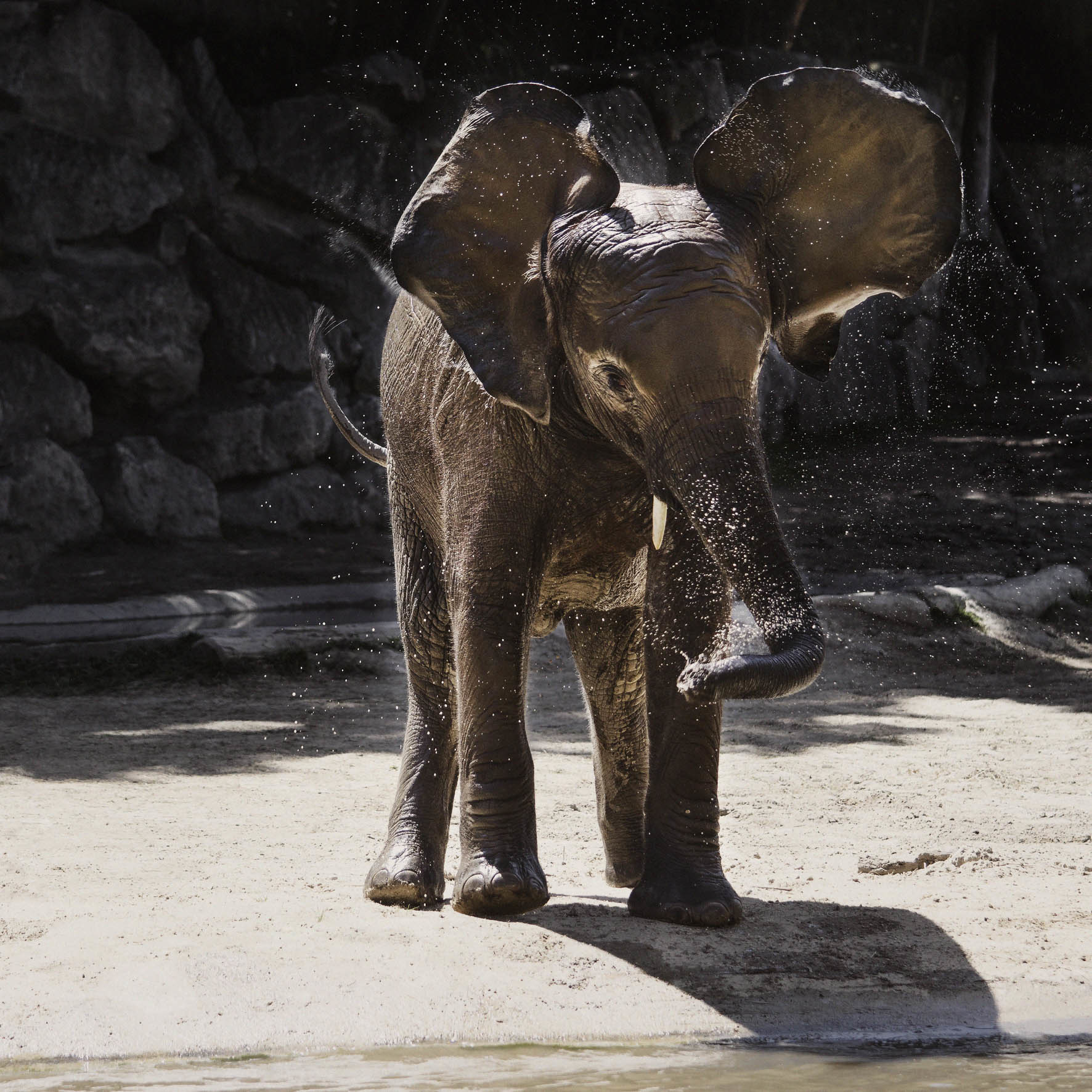 Wildlife 005