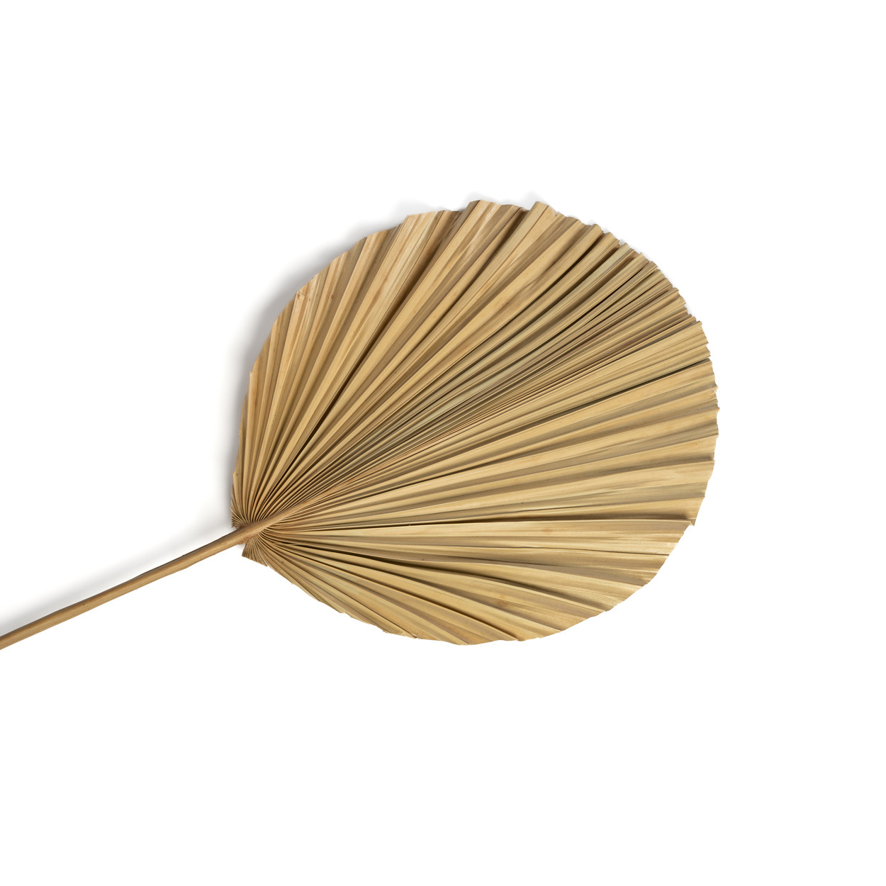 Het Rayung Blad - Naturel - Set van 4