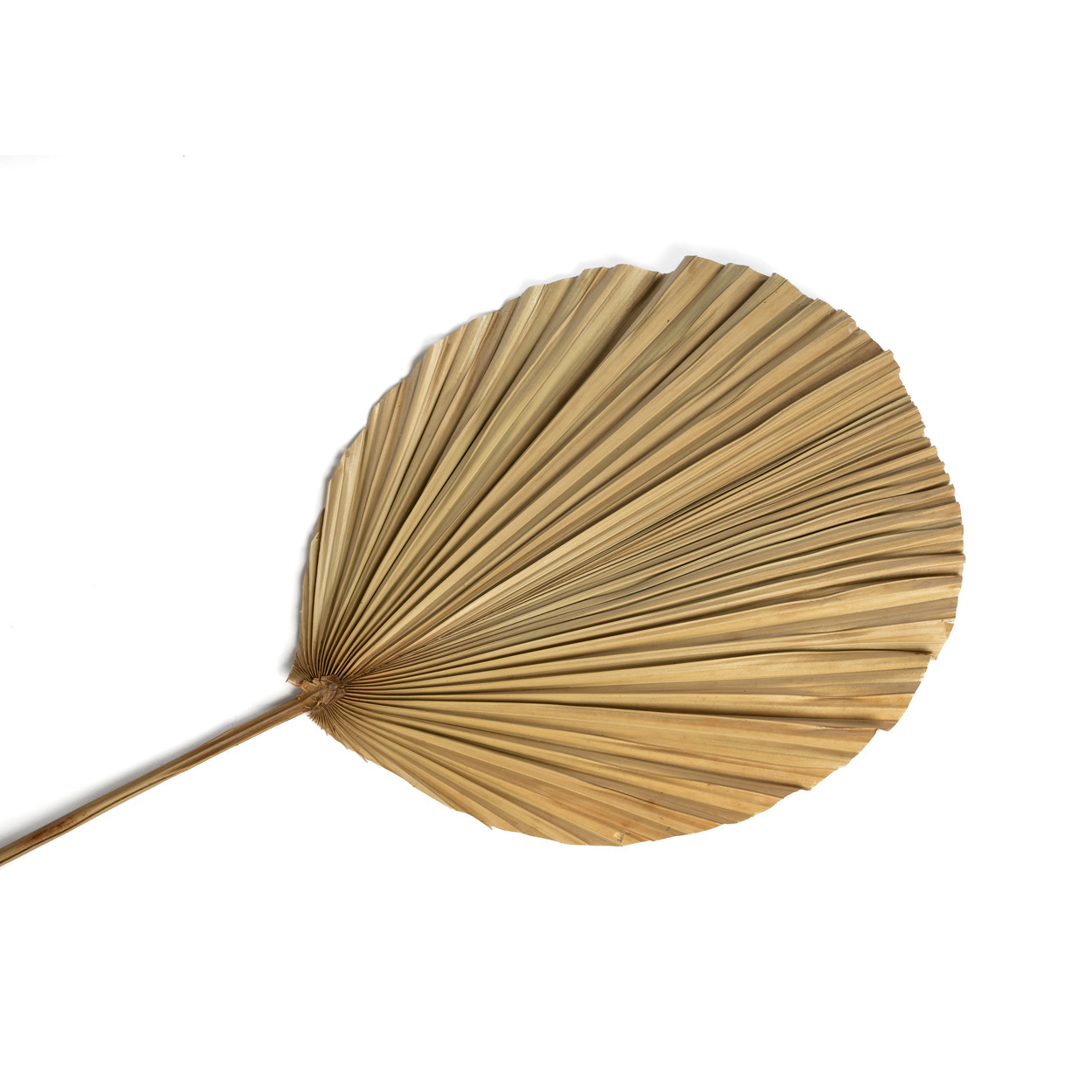 Het Rayung Blad - Naturel - Set van 4