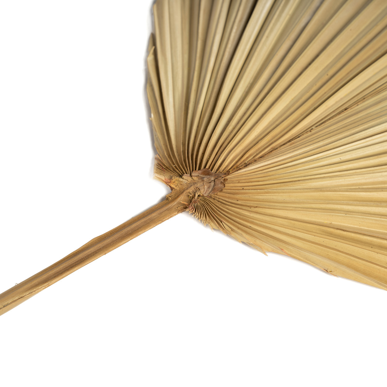 Het Rayung Blad - Naturel - Set van 4