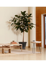 BOWL TABLE COFFEE WASTE LIGHT