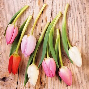 Serviettes Ambiente Tulipes Sur Bois