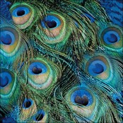 Ambiente Napkins Peacock Feathers