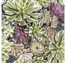 IHR Servietten 33x33 cm - SUKKULENT