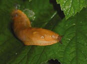 Anti Escargots - Arionex Garden 300g