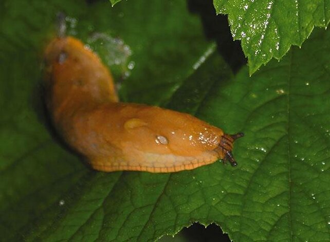 Anti Escargots - Arionex Garden 300g