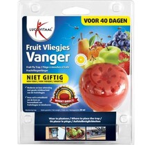 Attrape-mouches des fruits - 40 jours