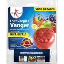 Fruitvliegjes Vanger - 40 Dagen