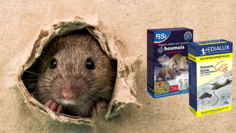 Effectieve Muizengif en Rattengif